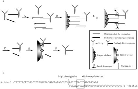 A Antibody Dna Conjugates Illustrated Here As An Example Conjugation Download Scientific