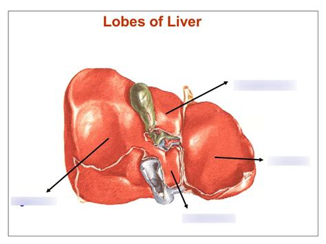 unit 5 liver lobes labeling Diagram | Quizlet