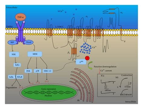 Schematic Representation Of The Proposed Mode Of Action Of Tumor