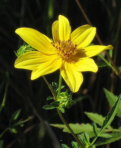 Tickseed Sunflower Bearded Beggarticks Bidens Aristosa Flickr