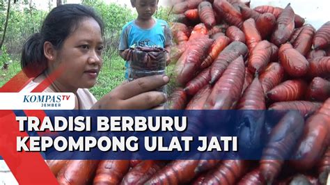 Tradisi Berburu Entung Atau Kepompong Ulat Jati Di Awal Musim Hujan