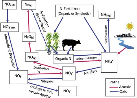 Simplified Nitrogen Cycle Showing The Principal Anoxic And Oxic Paths