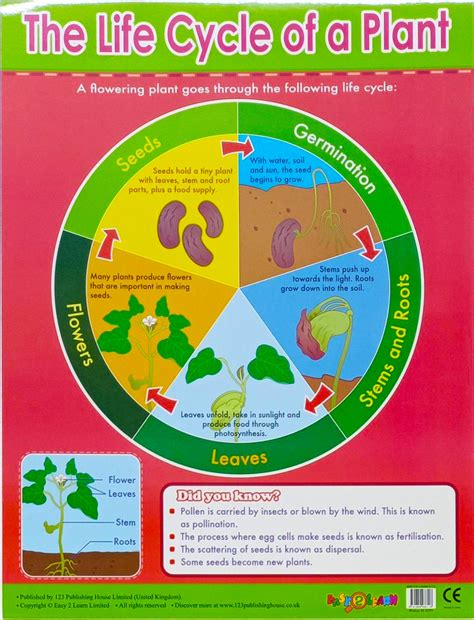 Charts The Life Cycle Of A Plant Chart