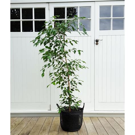 Tall Weeping Fig in Basket - Plant and Pot NZ