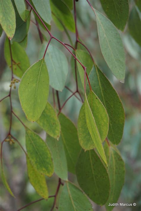 Eucalyptus Populnea Bimble Box Poplar Box איקליפטוס צפצפתי