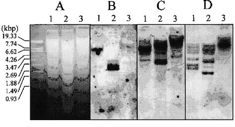 Genomic Southern Blot Analysis Ten Micrograms Of Dna Digested With Eco