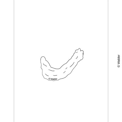 chicken neck walder education