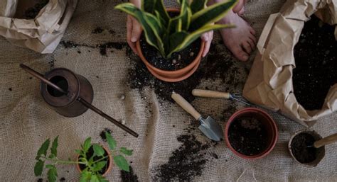 Le Guano Le Booster Naturel Qui Transformera Votre Jardin En Paradis