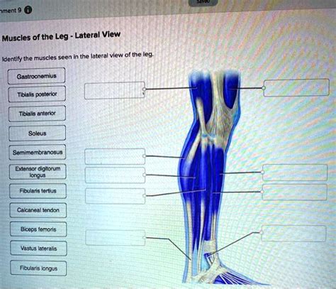 Solved Muscles Of The Leg Lateral View Identify The Muscles Seen In The Lateral View Of The