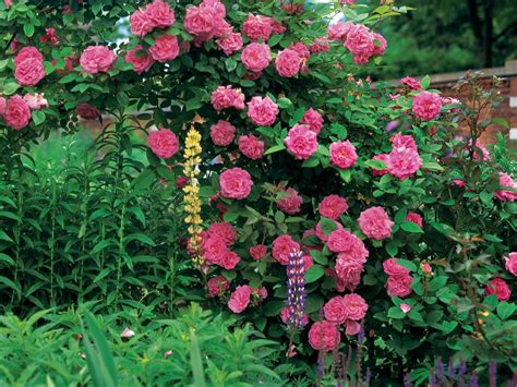 10 Beautiful Easy To Grow Climbing Roses For Your Garden HGTV