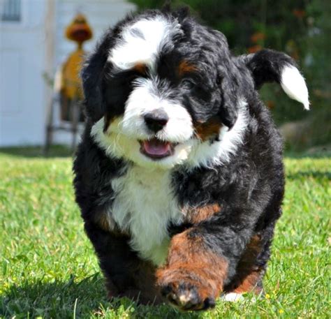 Pros And Cons Of Bernedoodles Owners Guide Breed Facts The Pet