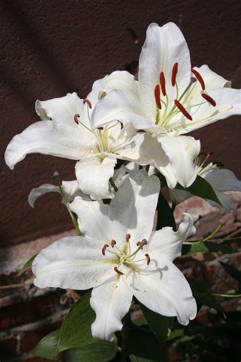 Bunch of white lilies stock image. Image of petals, head - 2072729