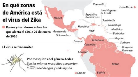 La Oms Declara El Virus Del Zika Emergencia Global