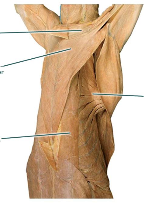 Anterior Thoracic Diagram Quizlet