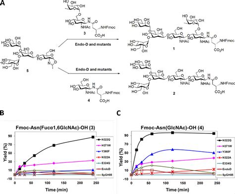 Remarkable Transglycosylation Activity Of Glycosynthase Mutants Of Endo