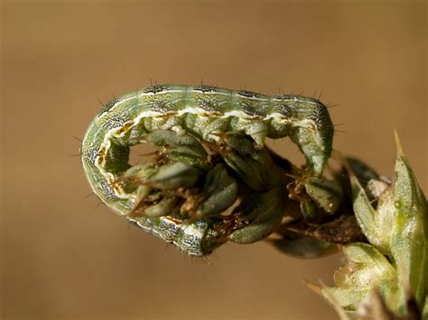 Helicoverpa Armigera Papallones