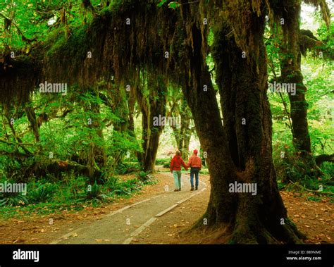 Hoh river valley hi-res stock photography and images - Alamy