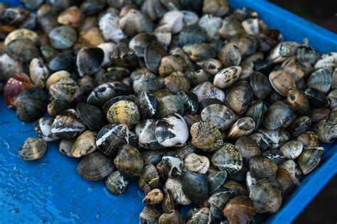 Fresh Seashells Sold At A Wet Market In Bacolod Flip 2019 Creative