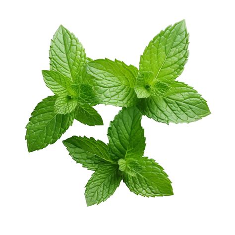 Ai Generated Mint Leaves Png Isolated On Transparent Background