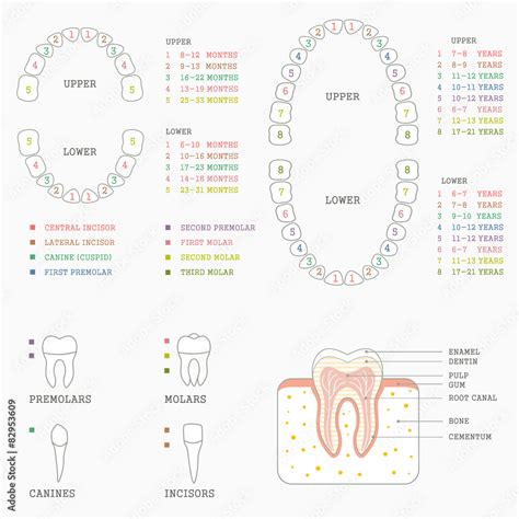 human tooth anatomy chart, diagram teeth illustration Stock Vector ...