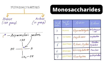 Monosaccharides Definition Structure Types Examples Biology