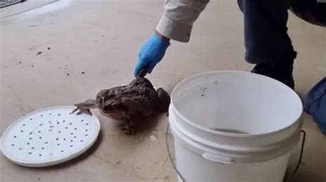 World Record Breaking Toad Dubbed Toadzilla Discovered And It S Six