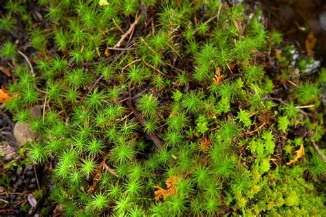 10 Types Of Moss For Your Garden • Insteading