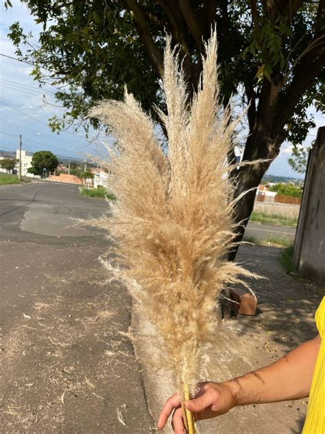 6 Pluma Capim Dos Pampas Decoração Arranjo Studio Casamento Frete grátis