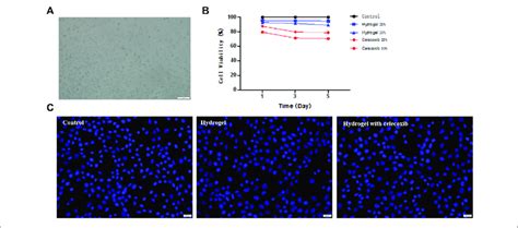 A The Culture And Proliferation Of L Cells B The Cck Test