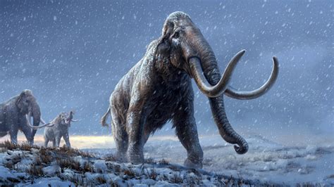 Study Resurrects Woolly Mammoth DNA to Explore the Cause of Their ...