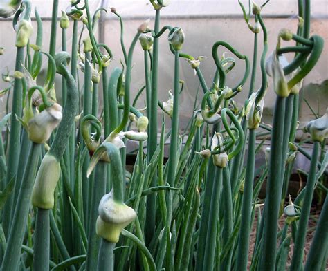 Egyptian Walking Onion Tree Onion 1 Oz Growing Onions Planting