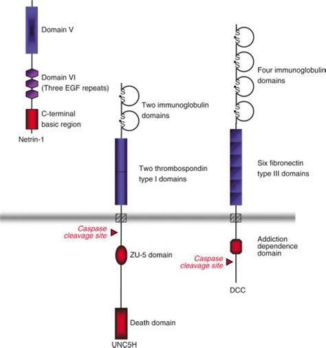 Structure Of Netrin 1 And Netrin 1 Dependence Receptors Dcc Is A Type