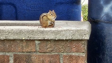 Eastern Chipmunk From Burns Park Ann Arbor Mi Usa On October