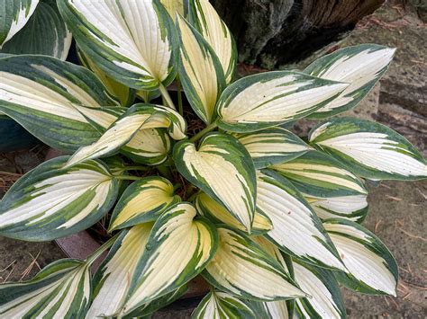 Miniature & Small Hostas Plants For Sale UK 2/4