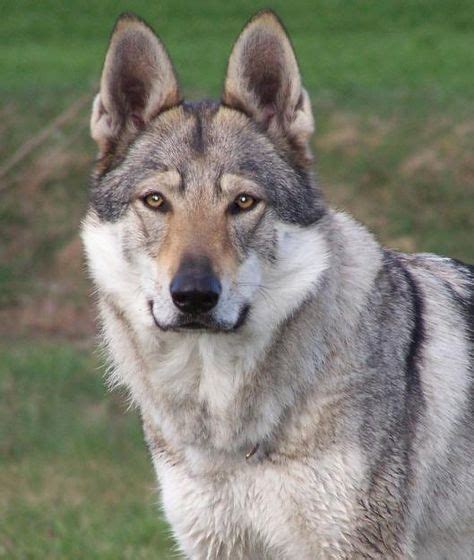 76 Fantastiche Immagini Su Lupo Cecoslovacco Cane Lupo Cani E Animali