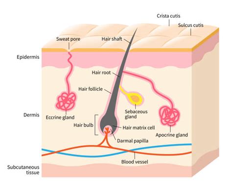 Eccrine Sweat Glands On Body