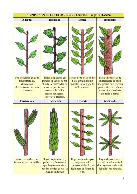 Filotaxia O Filotaxis