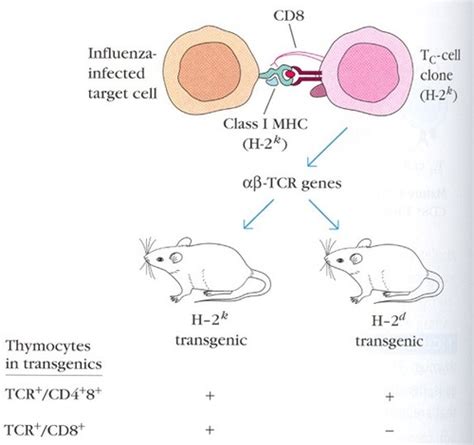 Lecture T Cell Maturation Flashcards Quizlet