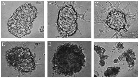 Effects Of Tachyplesin I On Human U251 Glioma Stem Cells