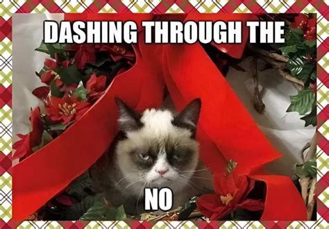 41 Best Grumpy Cats Memes You'll Love