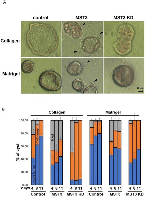 Effect Of Mst3 On Cyst Progression In The Mdck Cyst Model A Download Scientific Diagram