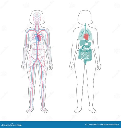 Internal Organs And Circulatory System Of Woman Stock Vector