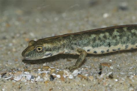 Closeup On An Endangered European Sardinian Brook Salamander Euproctus