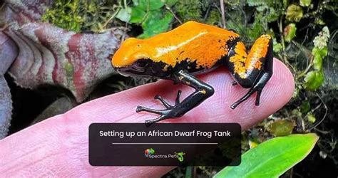 A Completely Functional Tank Setup For African Dwarf Frogs