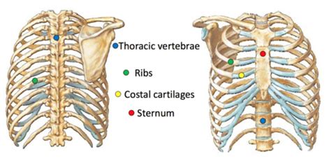 thoracic wall  pectoral region flashcards quizlet