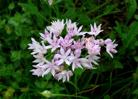 Meadow Garlic Allium Canadense Var Mobilense Is One Of 5 Flickr