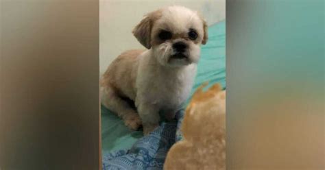 Você viu o Pingo Morador procura por cachorro que escapou no