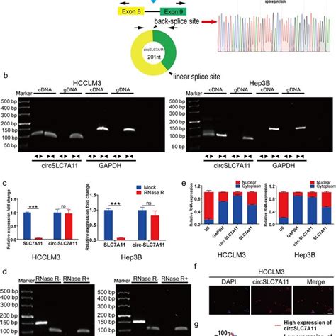 Schematic Illustration Of The Underlying Mechanism Of Circ SLC7A11 In