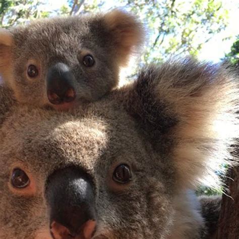 Baby Koalas Hugging