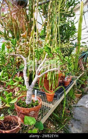 Rustic Cacti Collection In Terracotta Pots With Labels Eye Level View